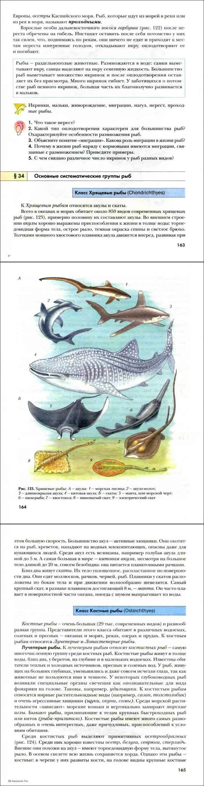 Практическое задание по теме Биологические особенности акул 